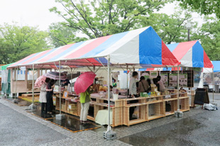 フォレスト・ゾーン