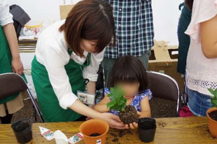コーヒー豆かすのたい肥を使ってコーヒーの苗木の植え付けをしよう
